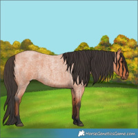Horse Color:Bay Roan 
