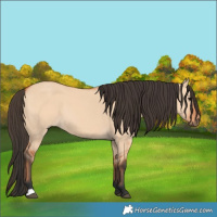 Horse Color:Bay Dun 