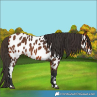 Horse Color:Bay Near Leopard 