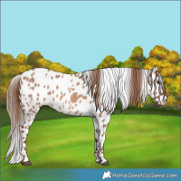 Horse Color:Red Dun Appaloosa 