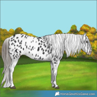 Horse Color:Black Appaloosa 