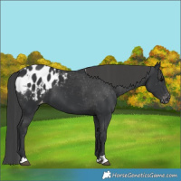 Horse Color:Black Appaloosa 