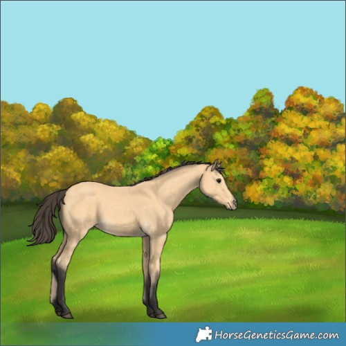 Horse Color:Buckskin 