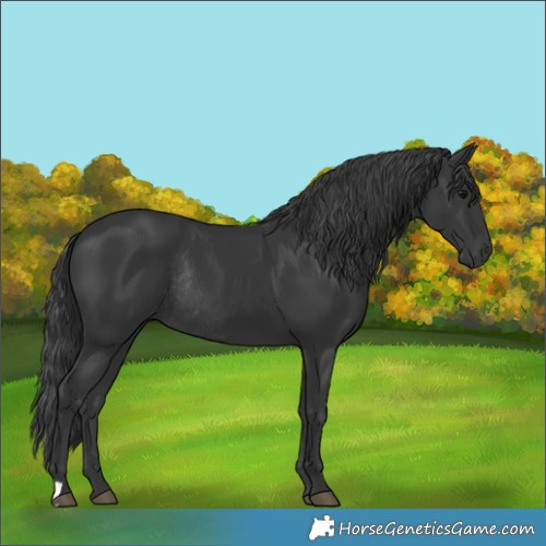 Horse Color:Black Rabicano