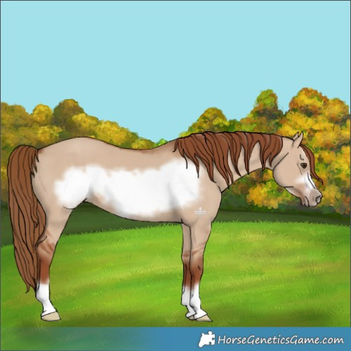 Horse Color:Red Dun Frame 