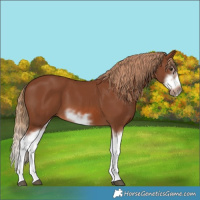 Horse Color:Chestnut Splash Frame 