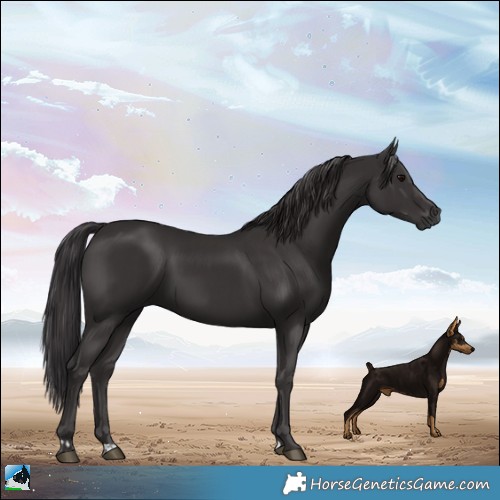 Horse Color:Smoky Black and Smoky Black