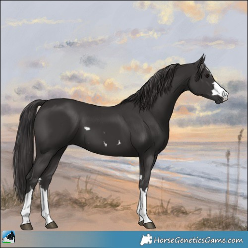 Horse Color:Smoky Black  and Smoky Black 