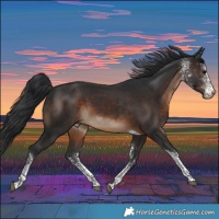 Horse Color:White Spotted Brown Tobiano Rabicano 