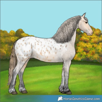 Horse Color:Buckskin Roan Blanket 