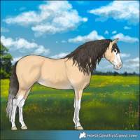 Horse Color:Buckskin Splash 