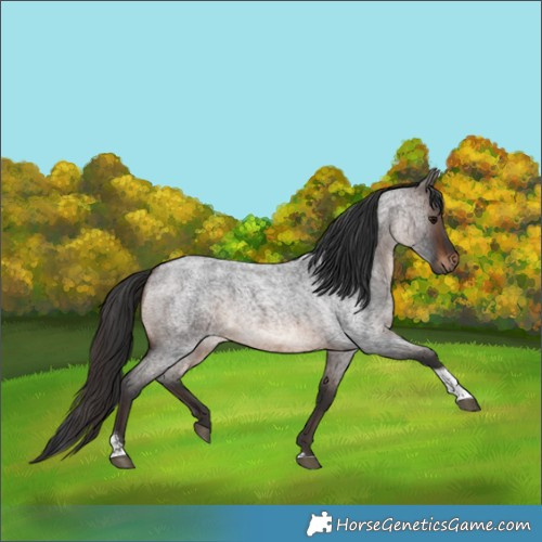 Horse Color:Brown Roan Tobiano Rabicano