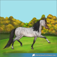 Horse Color:Brown Roan Tobiano Rabicano