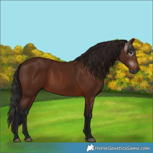 Horse Color:Gray Bay 