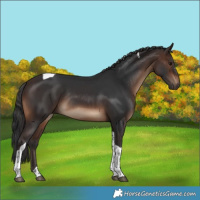 Horse Color:Brown Tobiano Rabicano