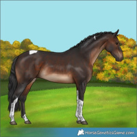 Horse Color:Brown Tobiano Rabicano 