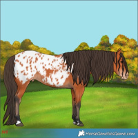 Horse Color:Bay Blanket