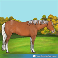 Horse Color:White Spotted Silver Bay Splash