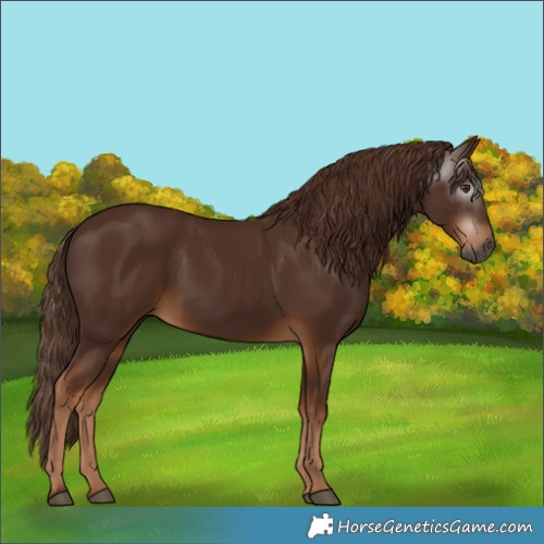 Horse Color:Gray Chestnut 