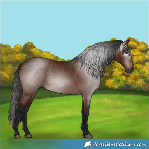 Horse Color:Gray Bay 