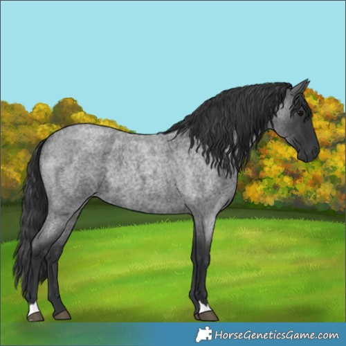 Horse Color:Blue Roan 