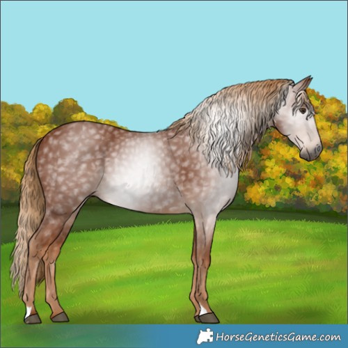 Horse Color:Gray Chestnut 