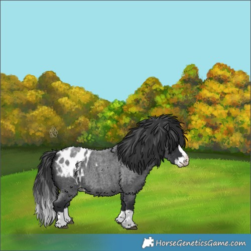 Horse Color:Blue Roan Splash Appaloosa