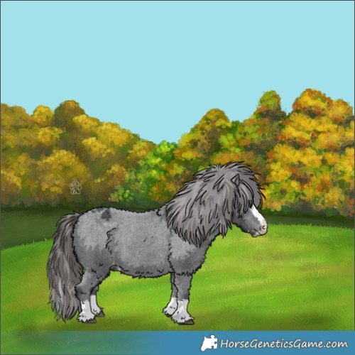 Horse Color:Black Splash Appaloosa