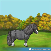 Horse Color:Black Splash Appaloosa 