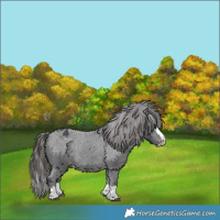 Horse Color:Black Splash Appaloosa 