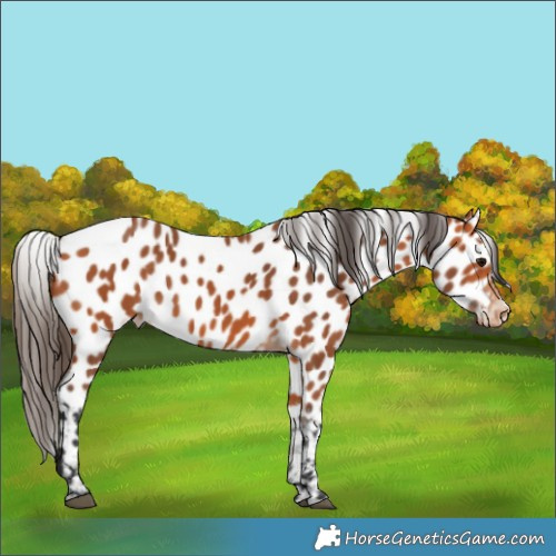 Horse Color:Bay Near Leopard 