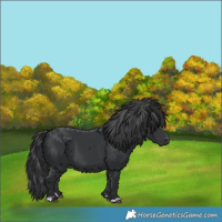 Horse Color:Black 