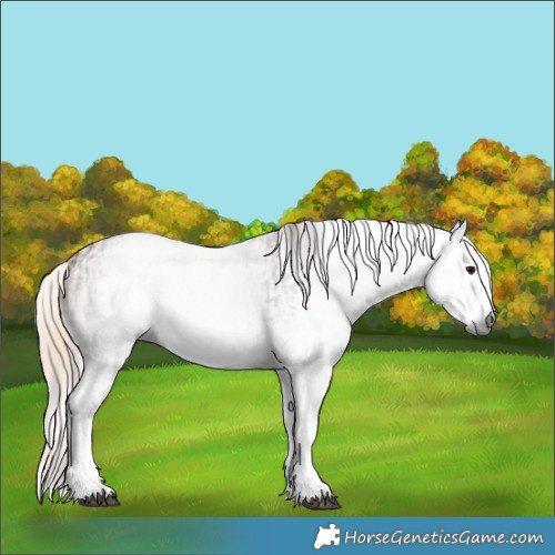 Horse Color:Gray White Spotted Black  and Gray White Spotted Chestnut 