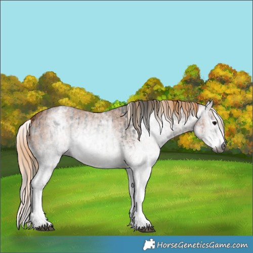 Horse Color:Gray White Spotted Black  and Gray White Spotted Chestnut 