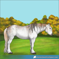 Horse Color:Gray White Spotted Black  and Gray White Spotted Chestnut 