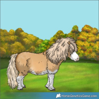 Horse Color:Palomino Dun Splash and Palomino Dun Splash