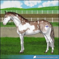 Horse Color:White Spotted Liver Red Dun Splash Brindle