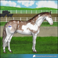 Horse Color:White Spotted Liver Red Dun Splash Brindle