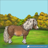 Horse Color:Chocolate Palomino  and Chocolate Palomino Rabicano 