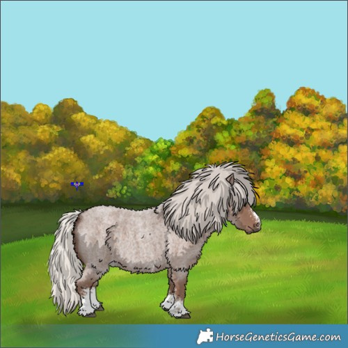 Horse Color:Silver Blue Roan Sabino