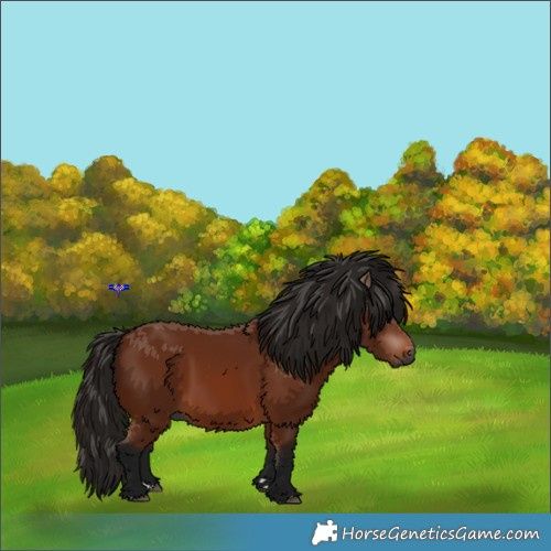 Horse Color:Gray Bay 