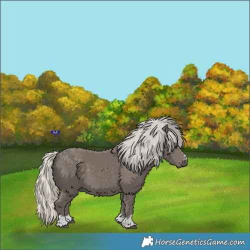 Horse Color:Silver Smoky Black