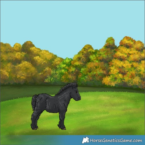 Horse Color:Black 