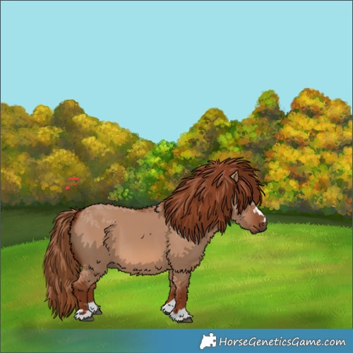 Horse Color:Red Dun 