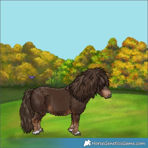 Horse Color:Gray Chestnut 