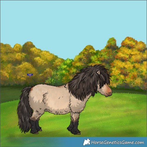 Horse Color:Bay Dun