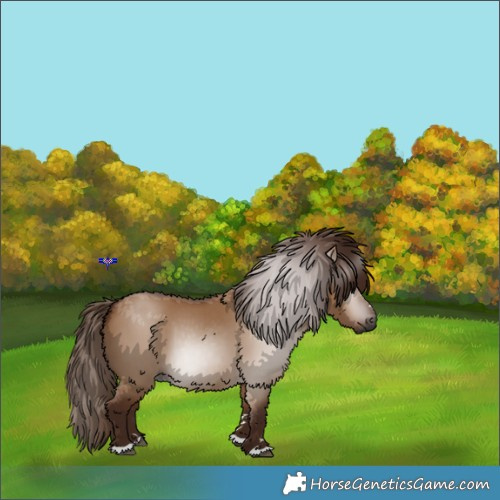 Horse Color:Gray Red Dun 