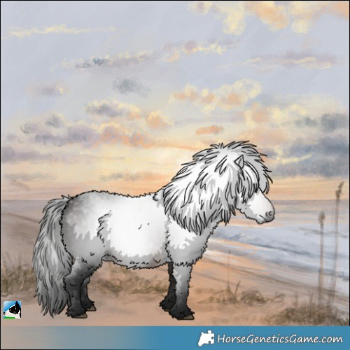 Horse Color:Gray White Spotted Bay 