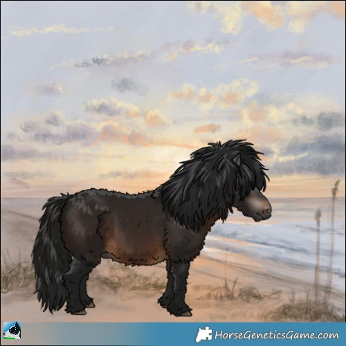 Horse Color:Gray White Spotted Bay