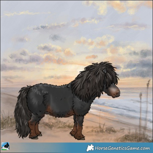 Horse Color:Gray White Spotted Liver Chestnut